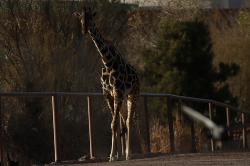 Benito the Giraffe Leaves Extreme Weather at Mexico's Border and Heads to a More Congenial Home