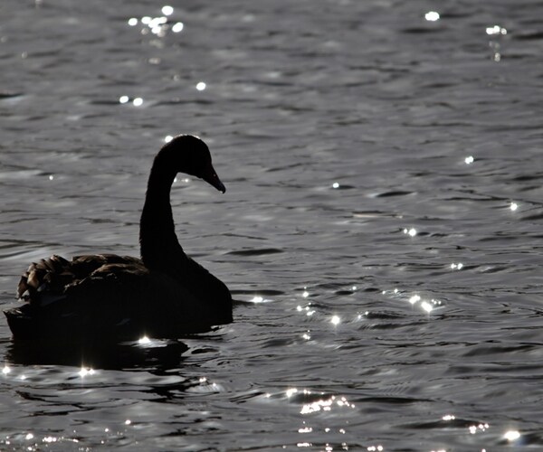 10 Potential Black Swans and Opportunities for the US Economy in 2017