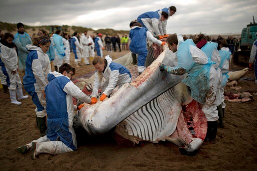 Dead Fin Whale Pulled Ashore on Belgian Beach, Cause Probed