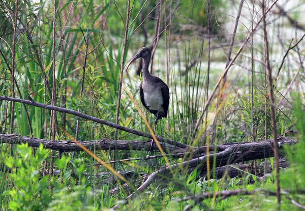 Travel Tips for Savannah Nature Lovers: 7 Places to Visit on Next Outdoor Adventure