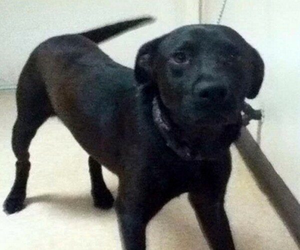 Florida Dog Bite Law Unconstitutional; Padi the Pup Saved