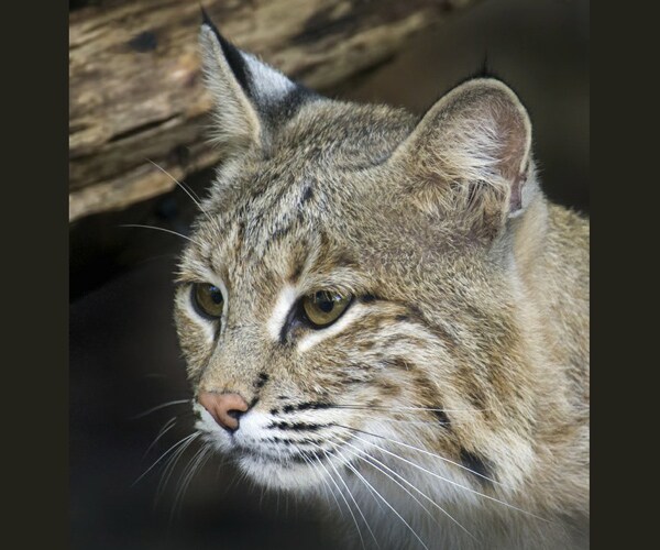 Ollie the Bobcat Returns to National Zoo After Escape