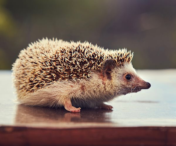 Custody Dispute Over a Hedgehog Ends in Arrest!