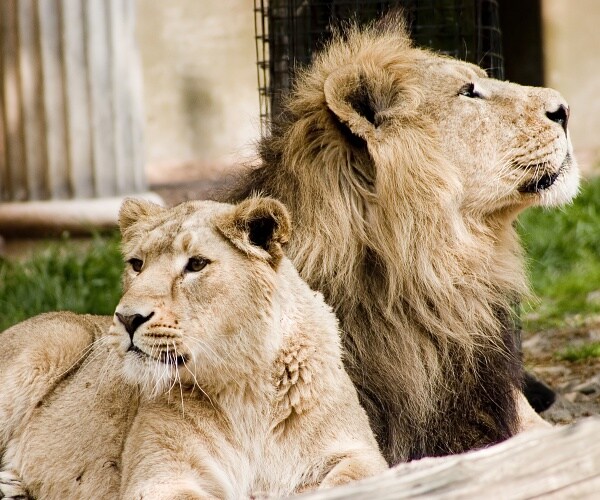 two lions lounge in grass