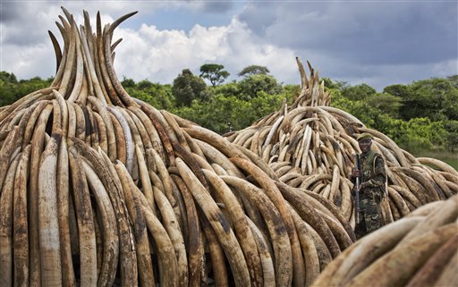 Kenya Burns Huge Pile of Ivory Tusks to Protest Poaching
