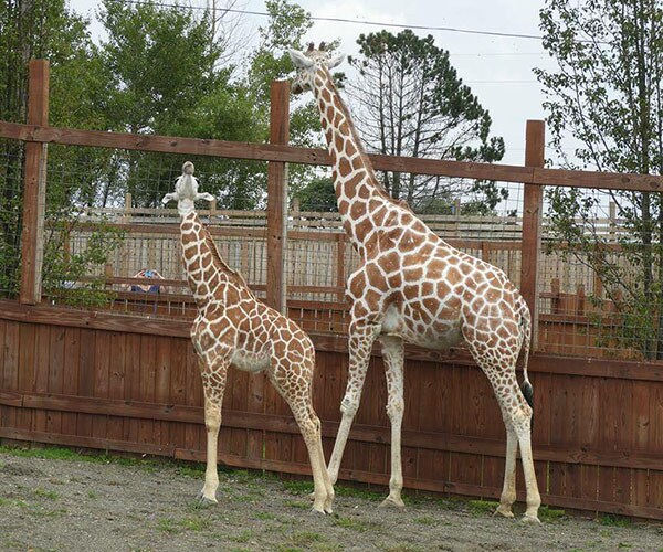 April the Giraffe Pregnant Again — Maybe