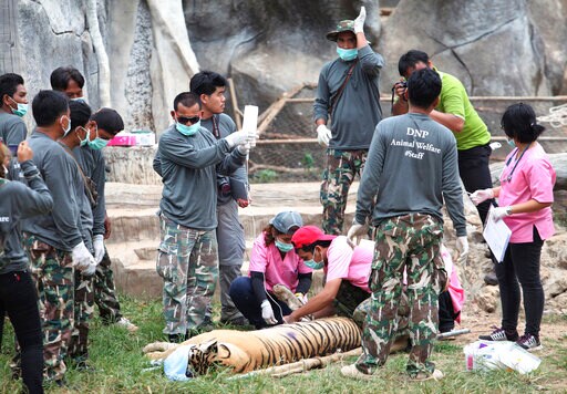 Half of the 147 Tigers Rescued from Thai Temple Have Died