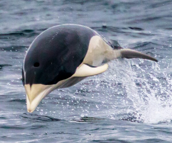 Rare Whale Dolphin Washes Up on Oregon Beach