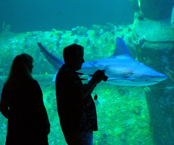 NC Aquarium Uses COVID Downtime to Clean Waterfall, Find Trove of Coins