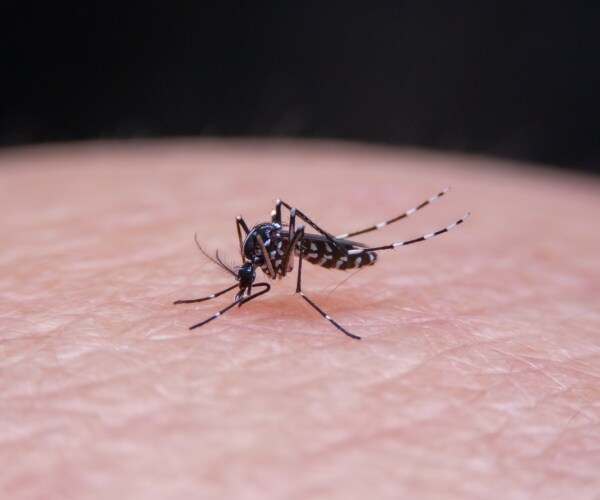 close-up of mosquito on skin