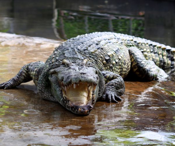 Australia Crocodile Attack: Woman Snatched While Swimming Presumed Dead