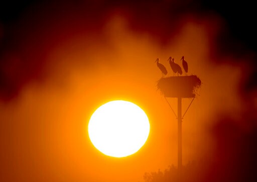Belgium Sees First Death as a Result of Record Heat Wave