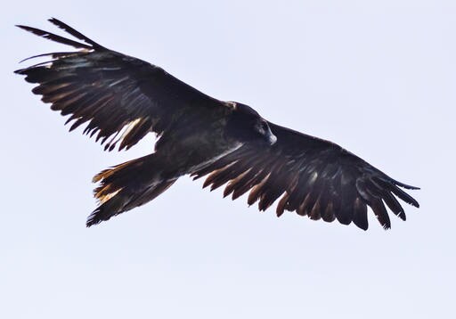 Bearded Vulture Flies to Romania; 1st Time Seen in Decades