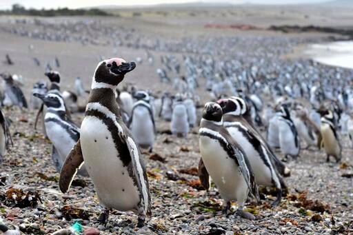 Abundant Fish Draw 1 Million Penguins to Argentine Peninsula