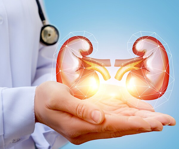 a doctor holds a graphic illustration of the human kidneys