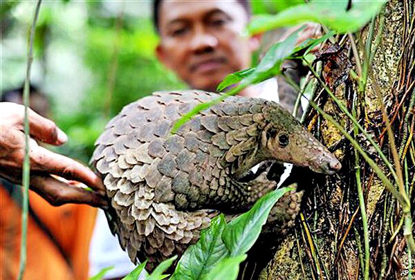 Pangolins Poached: Scaly Anteaters Found Frozen on Chinese Boat