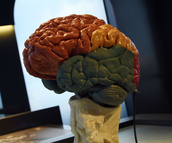 Researchers Grow Nearly Complete Human Brain in Ohio Lab