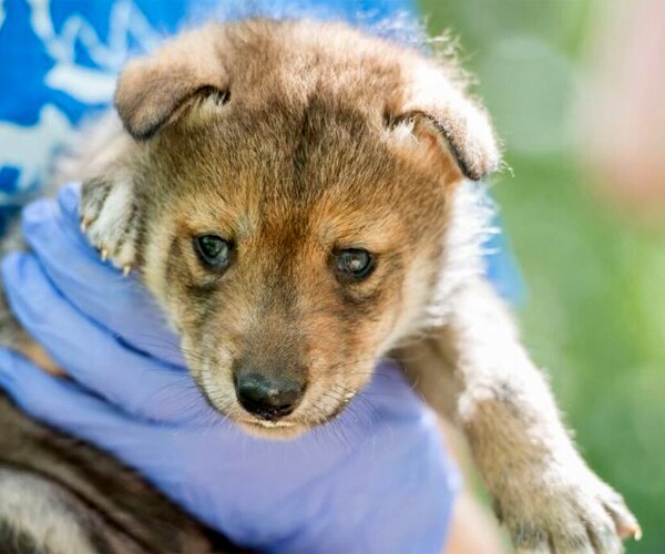 Mexican Wolf Pup in Missouri Raises Hope for Breed