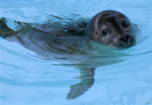 Seal Pup Learns to Swim Again after Amputation