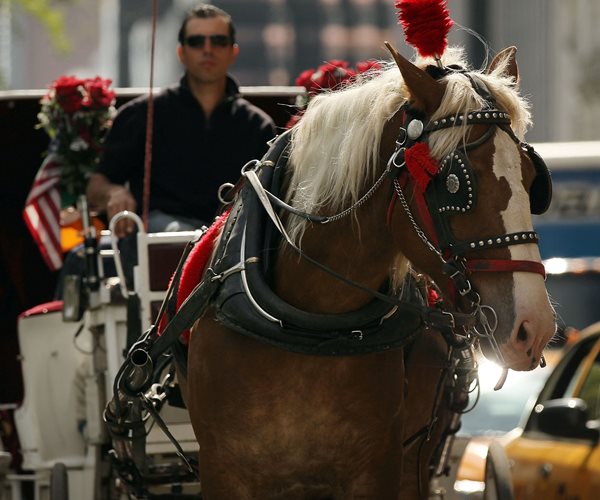 New York City Near Deal to Avoid Horse Carriage Ban