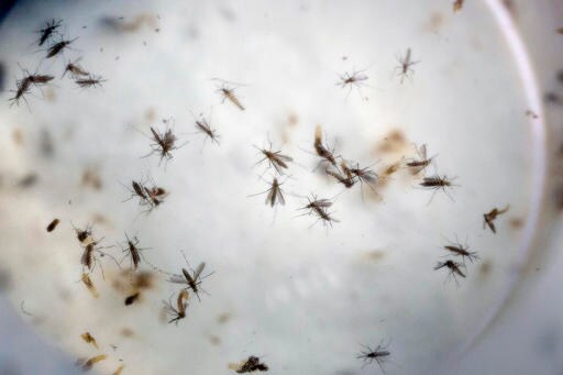UN: Risk of Zika Outbreak across Europe Is "low to Moderate"