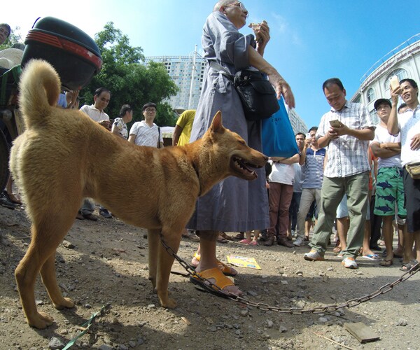 Taiwan Bans Dog, Cat Meat Consumption With Animal Protection Amendment