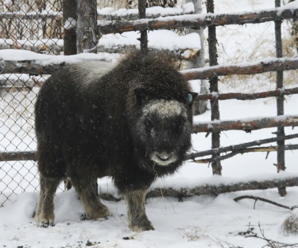 Russian Scientist, Son Building Pleistocene Park For Ice Age Animals