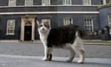 ‘First Feline’ Larry Marks 15 Years as Britain’s Political Top Cat