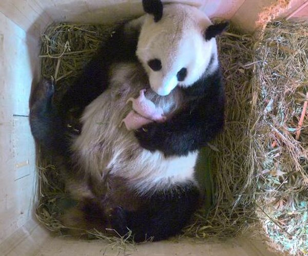 Twin Giant Panda Cubs Born in Vienna Are Pleasant Surprise