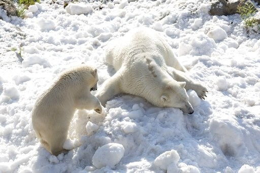 Summer Treat: Polar Bears Frolic in Donated Load of Snow