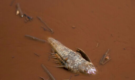 Waste Unleashed from Brazil Dam on Its Way to a Larger River