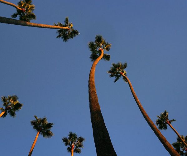 Report In L.A., Palm Trees Are Dying