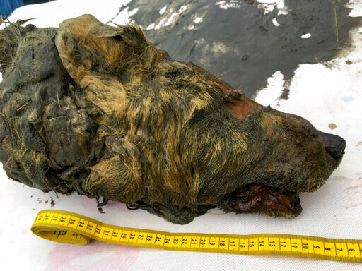 Perfectly Preserved Head of Ice Age Wolf Found in Siberia