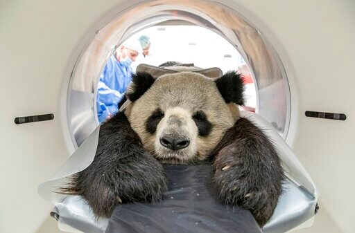 Grin and Bear It: Berlin Panda Gets CT Scan for Kidney Exam
