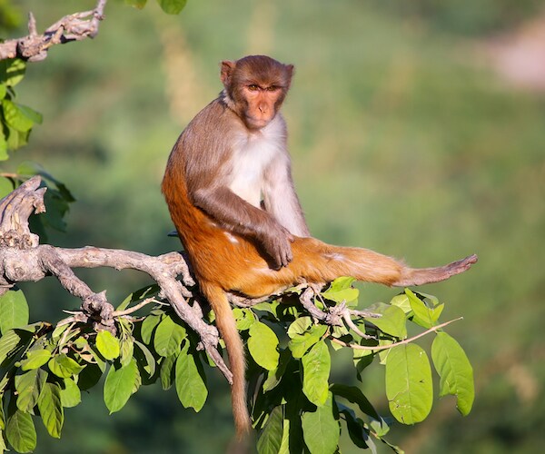 rhesus macaque monkey sitting on a tree