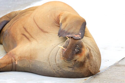 Norway Group Wants to Erect Statue of Euthanized Walrus