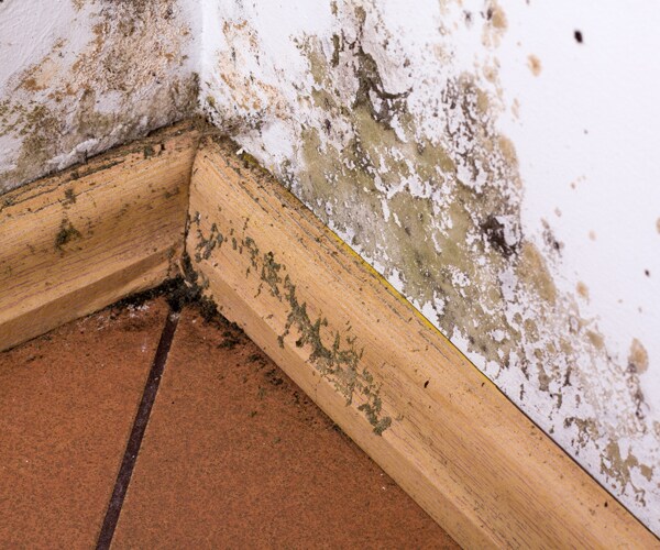 mold in a home