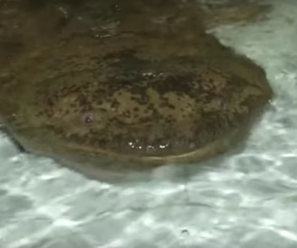 Giant Salamander at China Cave Could Be 200 Years Old (Video)