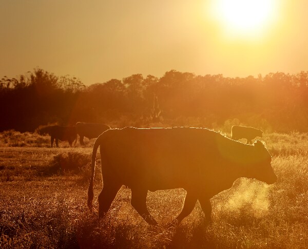 Florida Farmers Scramble to Reach Cattle After Ian