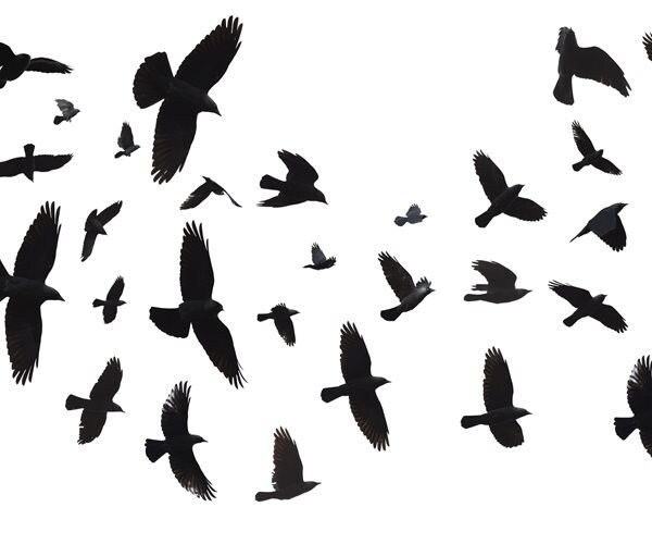 Birds flying