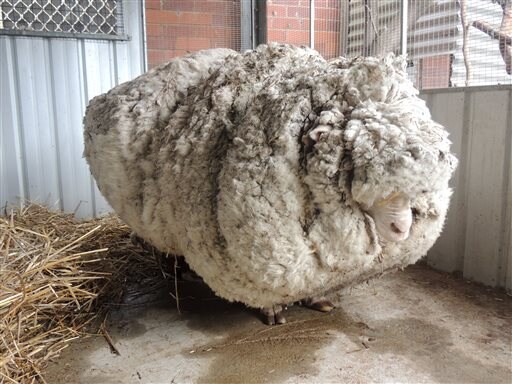 Lost Australian Sheep Yields 30 Sweaters Worth of Fleece