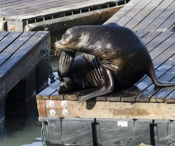 Sea Lion Attacks in San Francisco Bay Increase; 4th Swimmer Bitten