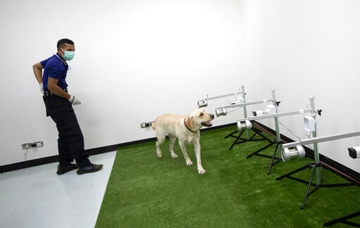 Sniffing Labrador Retrievers Join Thai Coronavirus Fight