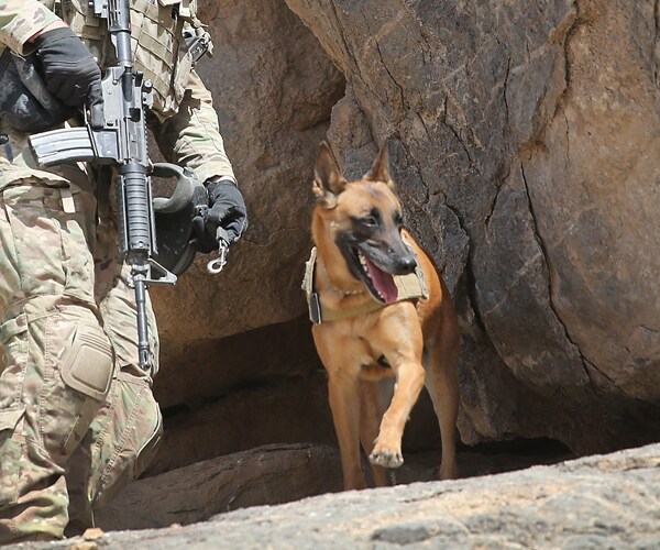 Mishandled War Dogs by US Army Spark Call for Reform