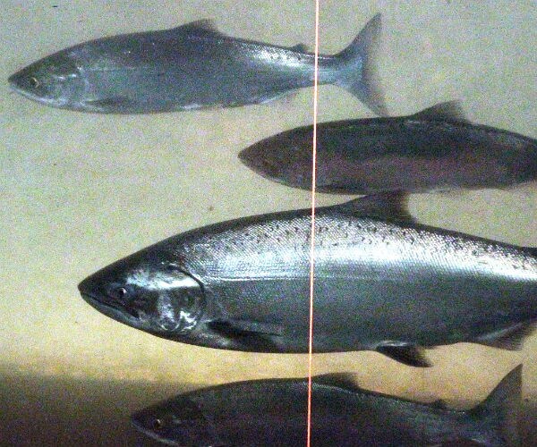 Groups Sue EPA to Protect Wild Salmon From Climate Change