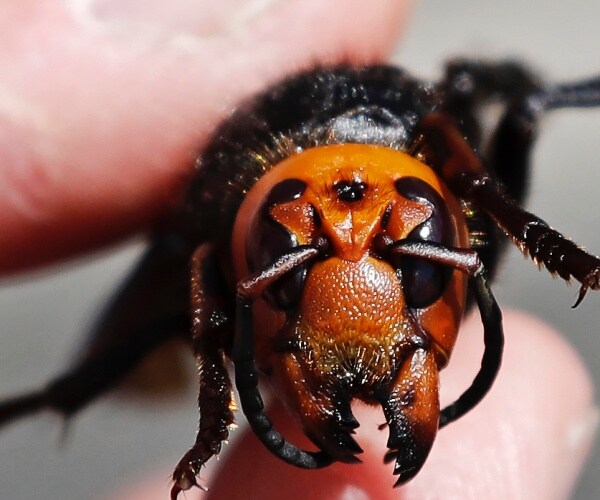 America's First Murder Hornet Nest Found in Washington State