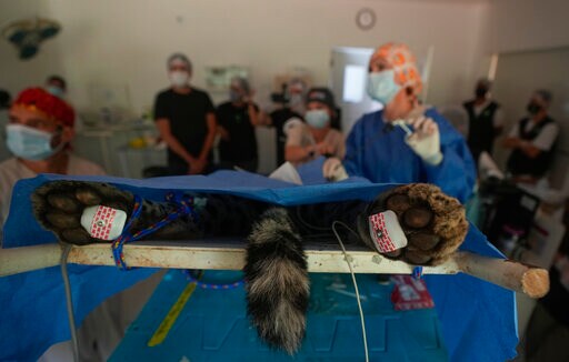 Brazil Scientists Test Frozen Jaguar Semen to Help Species