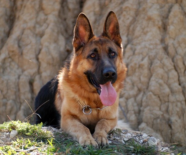 german shepherd lays in front of tree