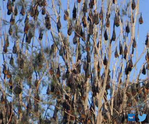 100,000 Bats Swarm Town: Just Be Patient, Residents Advised