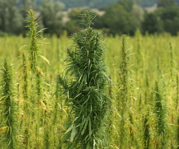 Tyrel Martin Marhanka Stabs, Kills Himself in Court Upon Drug Sentencing